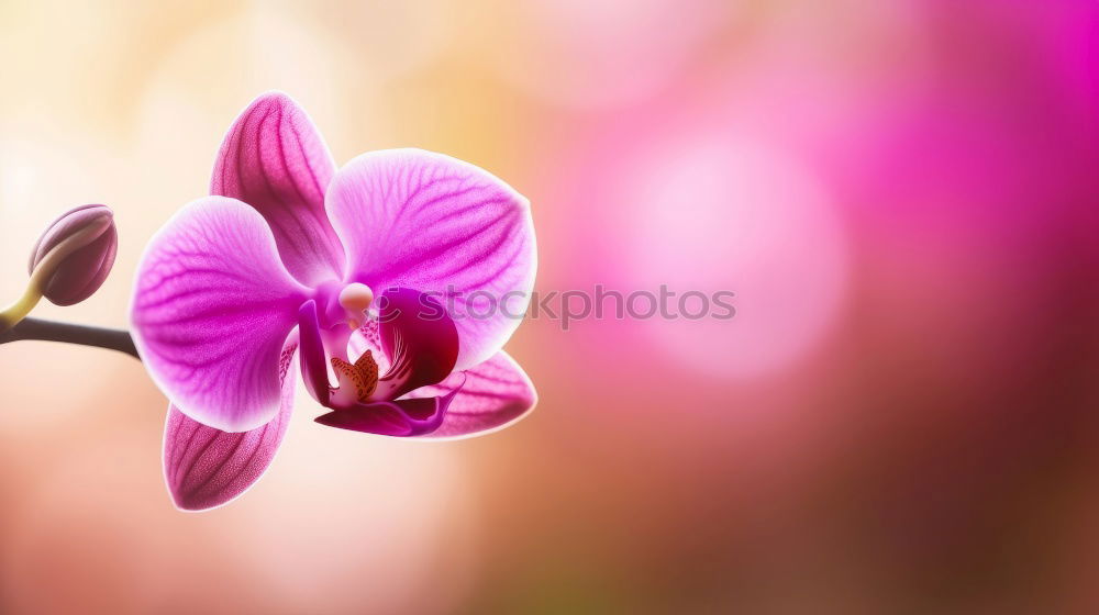 Similar – Image, Stock Photo purple Nature Plant Summer