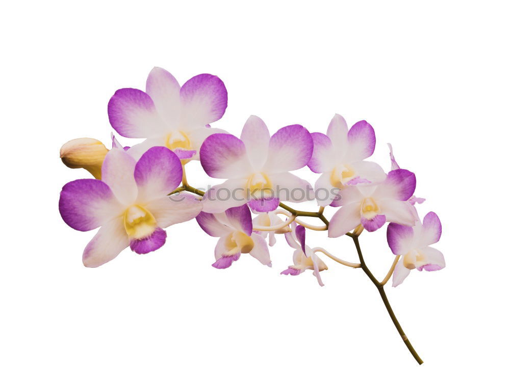 Similar – Image, Stock Photo Flower pink Orchid Pink