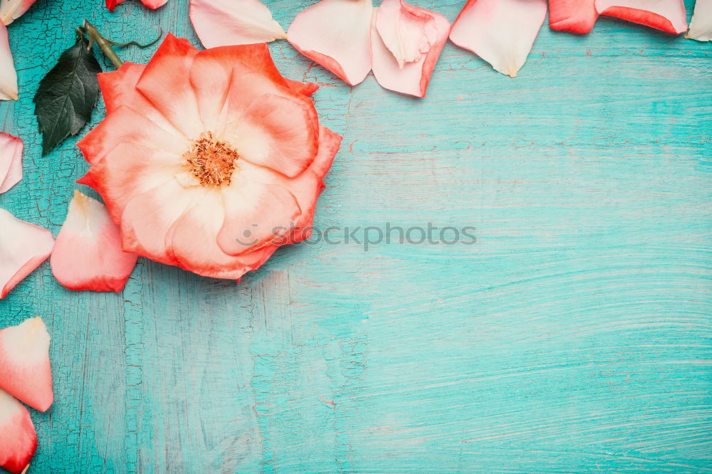 Similar – Beautiful flowers on turquoise background .