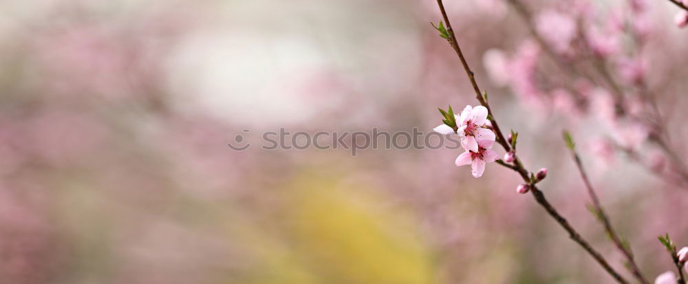 Strauch mit kleinen rosa Blüten vor grünem Hintergrund