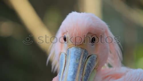 Similar – Image, Stock Photo pelican Animal Farm animal