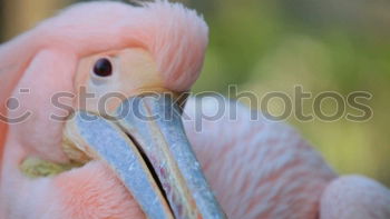 Similar – Image, Stock Photo Pelican against blue neutral background