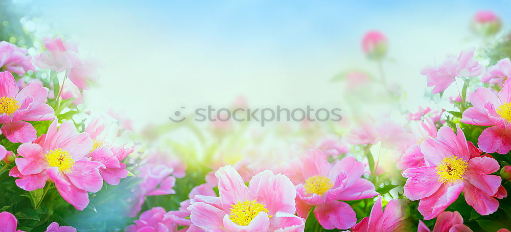 Similar – Image, Stock Photo Cosmea Elegant Fragrance