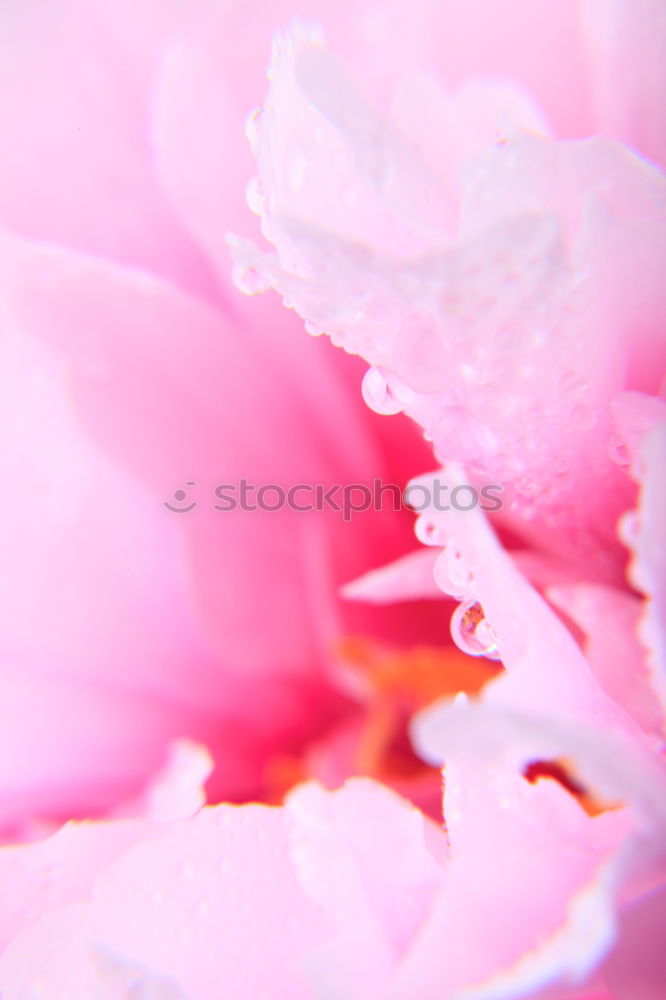 Similar – Image, Stock Photo Pretty Pink VI Garden