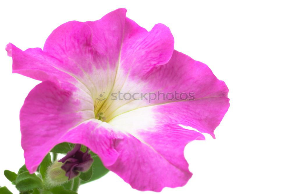Similar – Image, Stock Photo Petunia, Pitunia, Surfina
