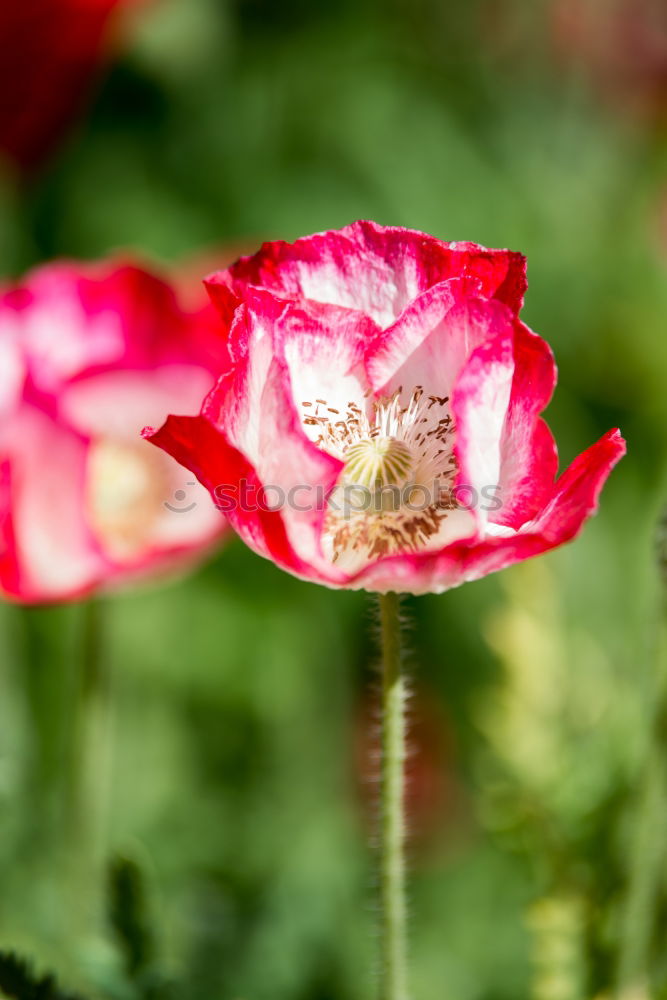 Image, Stock Photo bee party Honey Honey bee