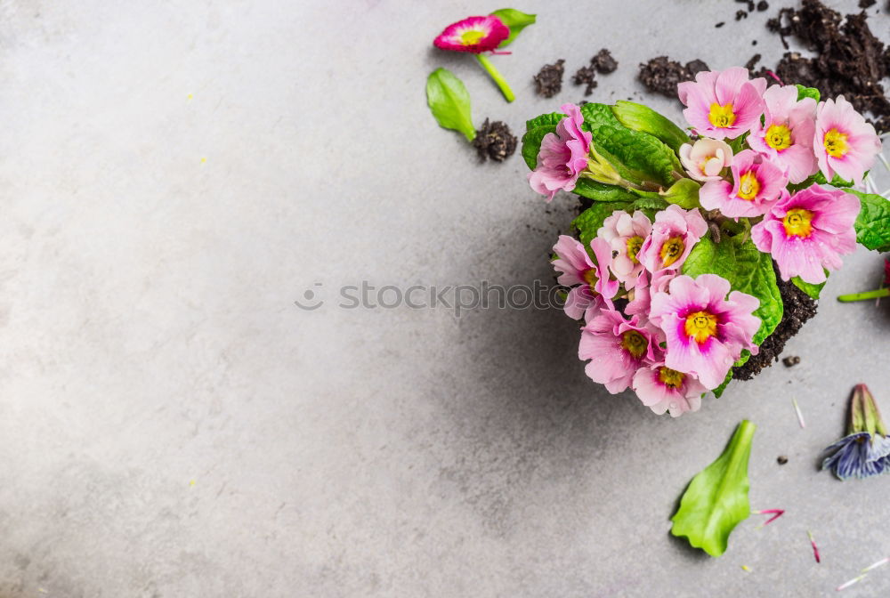 Similar – Summer flowers Plants with flowers and leaves