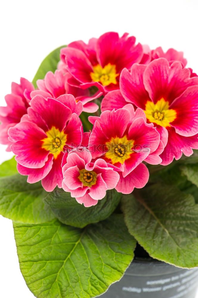 Similar – Pink primroses on red wooden table