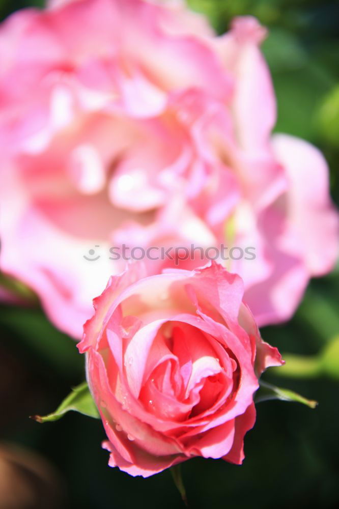 Similar – Pink Rose Elegant Style