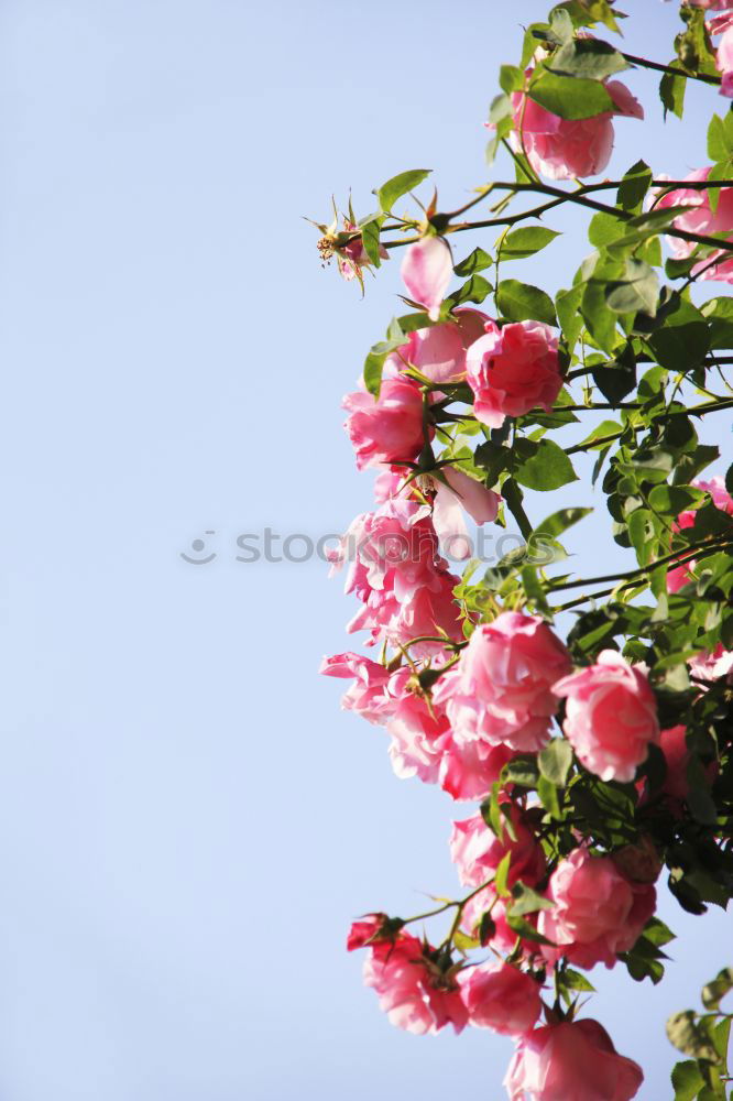 Similar – Image, Stock Photo floral greeting Nature