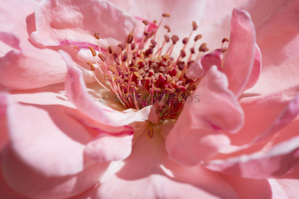 Similar – Blüte! Pink! schön Umwelt