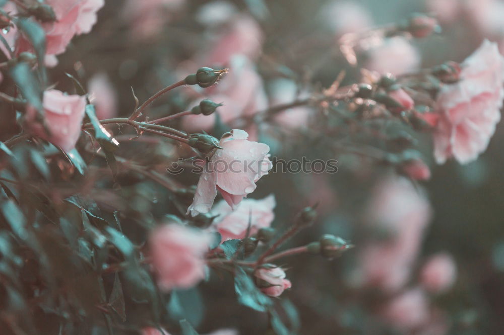 Image, Stock Photo pink roses with vintage effect and a little dead