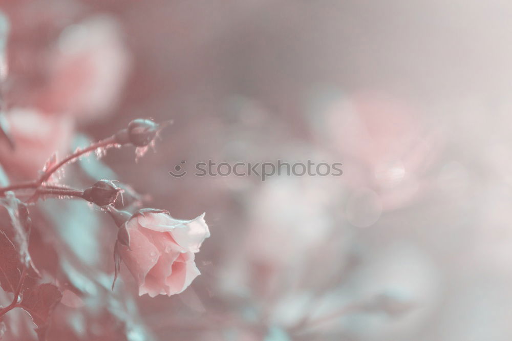 Similar – Image, Stock Photo White Apple Tree Flowers Spring Blossom