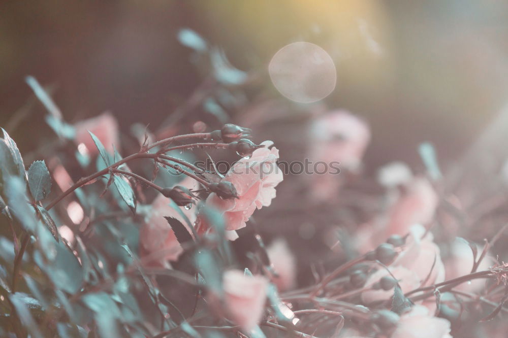 Similar – White flowers on the branch of a malus pumila