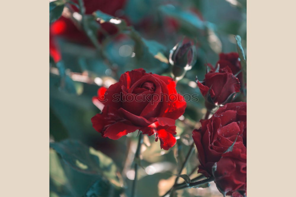 Similar – Image, Stock Photo red rose flower plant