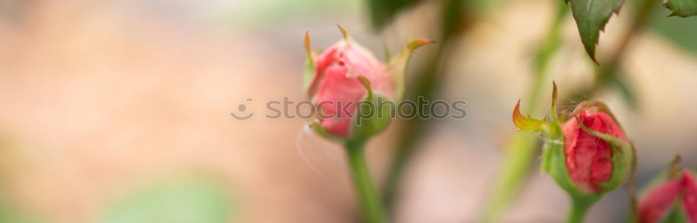 Similar – Image, Stock Photo Bud with water droplets