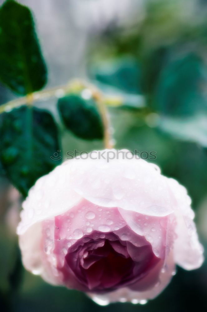 Similar – Image, Stock Photo rose garden Environment