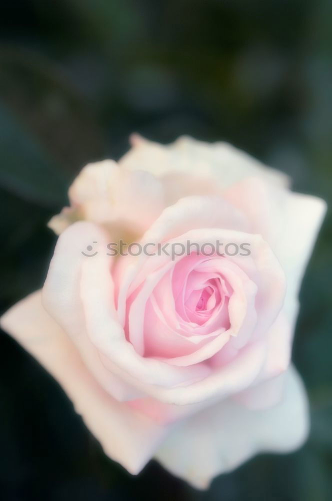 Similar – Image, Stock Photo Shrove Monday