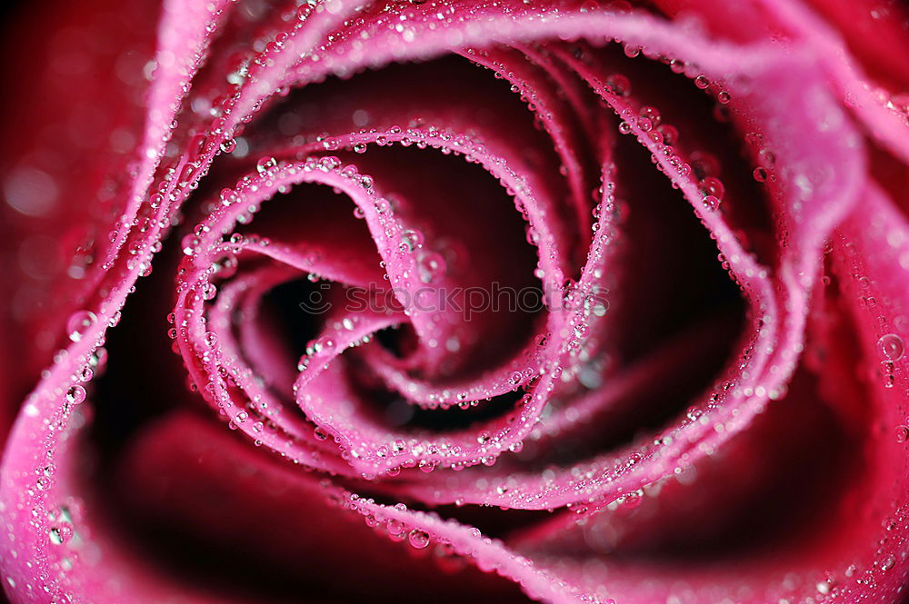 Similar – Image, Stock Photo Rose Pink Red Nature Plant