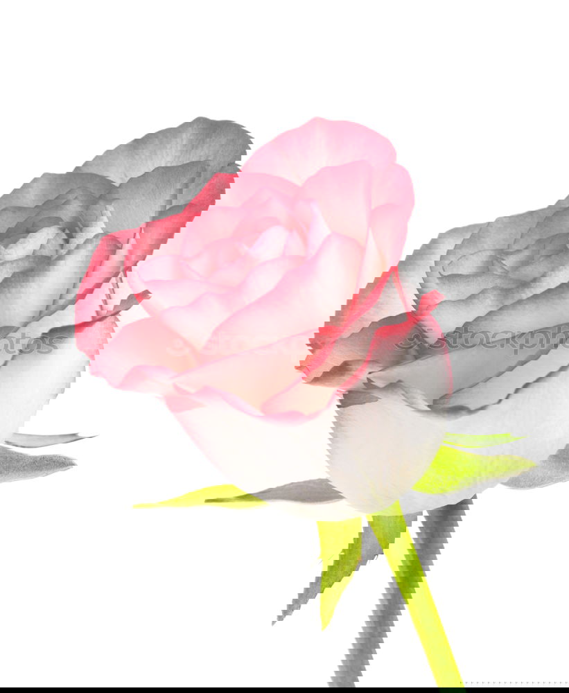 Similar – Image, Stock Photo Two tulips Fragrance