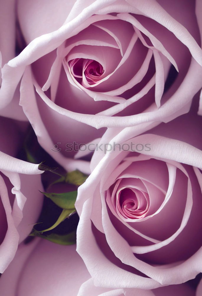 Purple rose with water drops