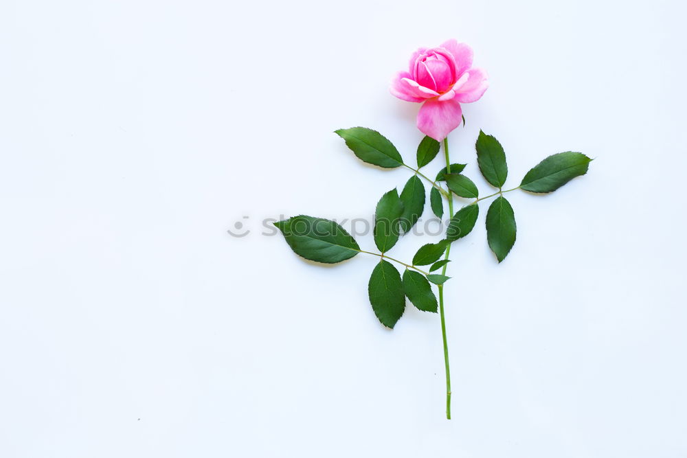 Similar – Still life of a beautiful, fragile single pink rose, in a vase against a light background, with two petals falling on the table