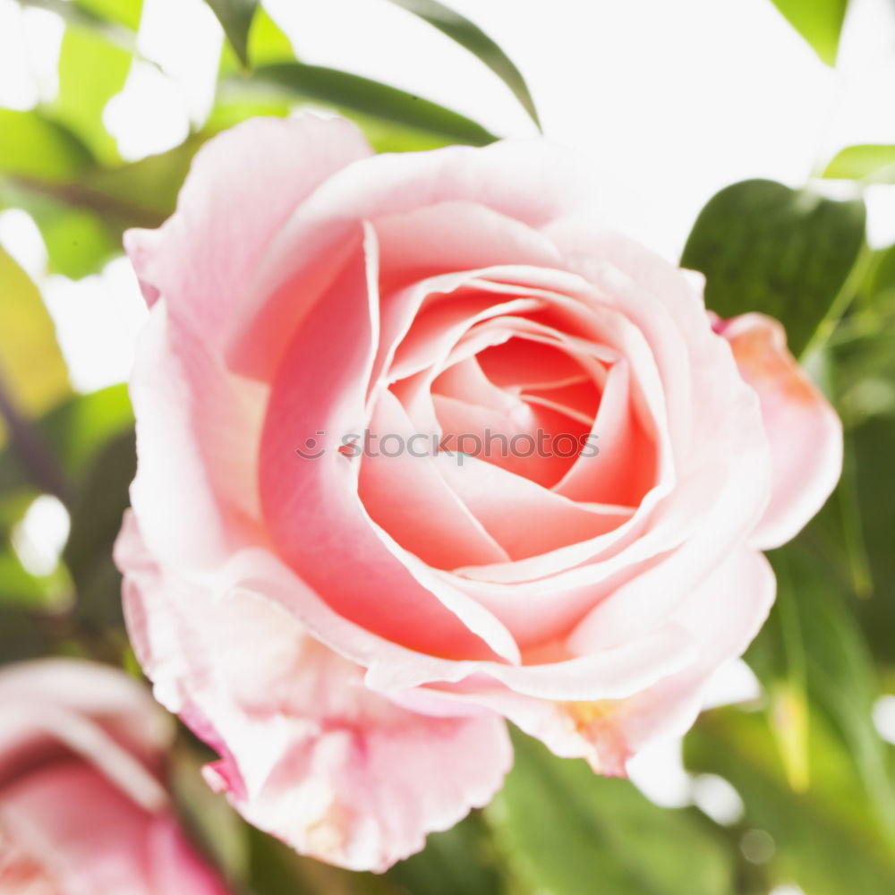 Similar – Image, Stock Photo floral greeting Nature