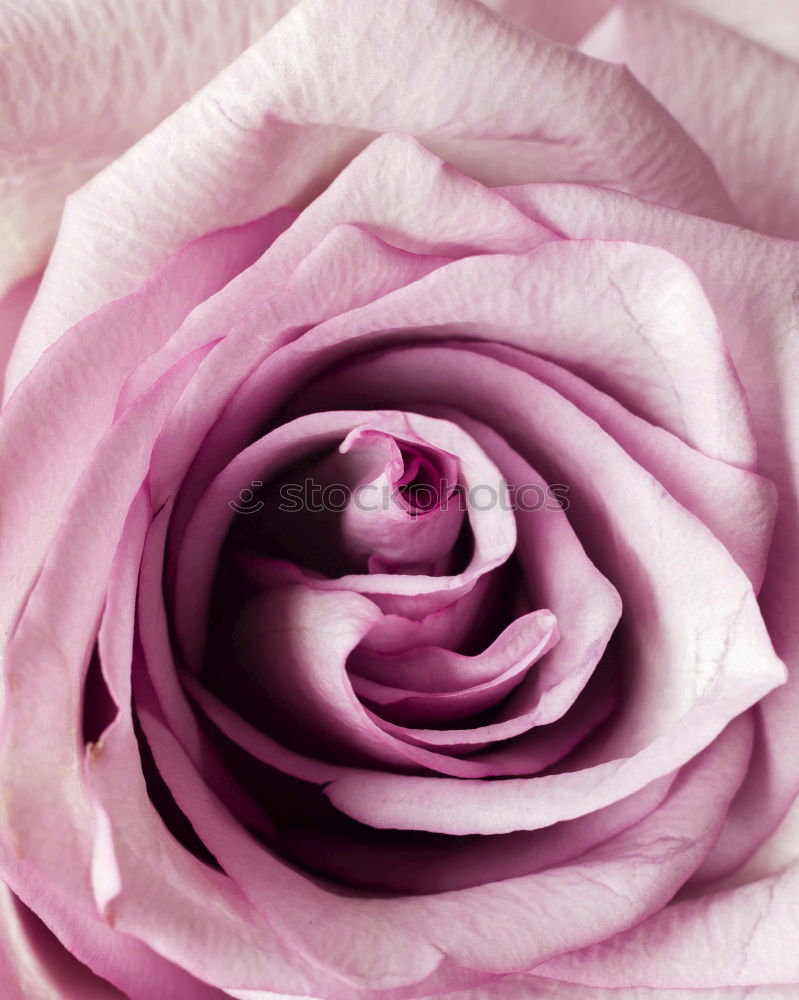 Similar – Purple rose with water drops