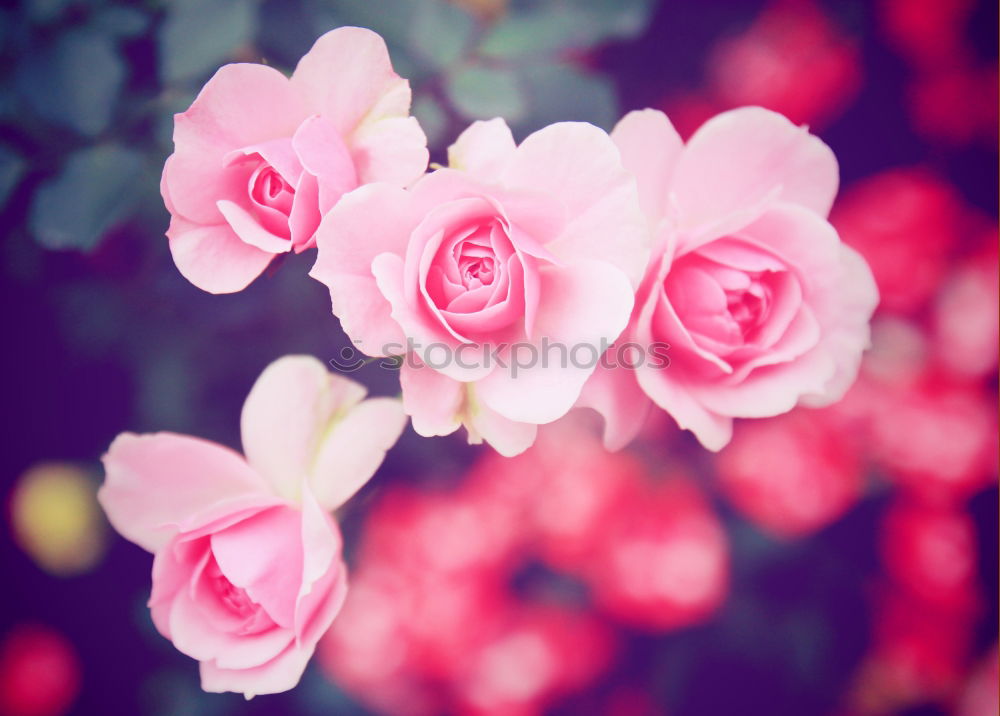 Similar – Image, Stock Photo pivoine Nature Plant