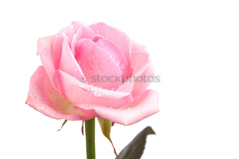 Similar – Foto Bild Trio Pflanze Blume Rose