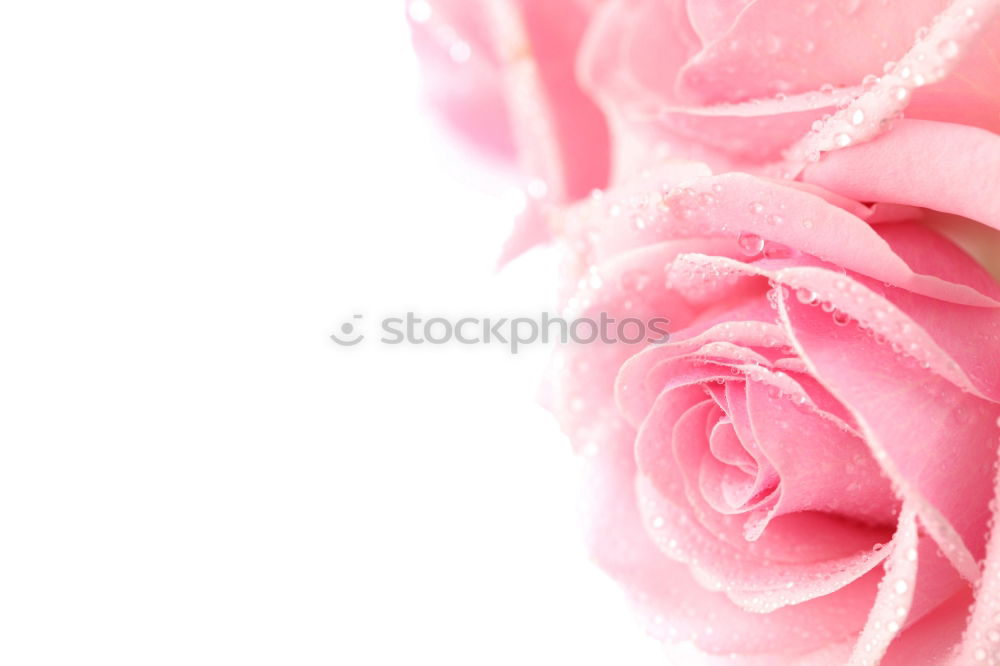 Similar – Image, Stock Photo blooming buds of pink roses