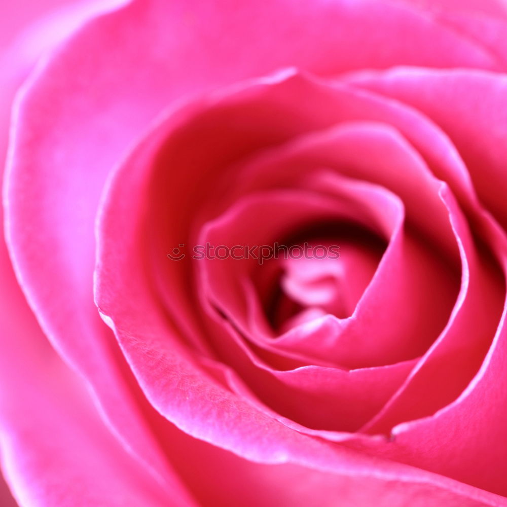 Image, Stock Photo Ranunculus red