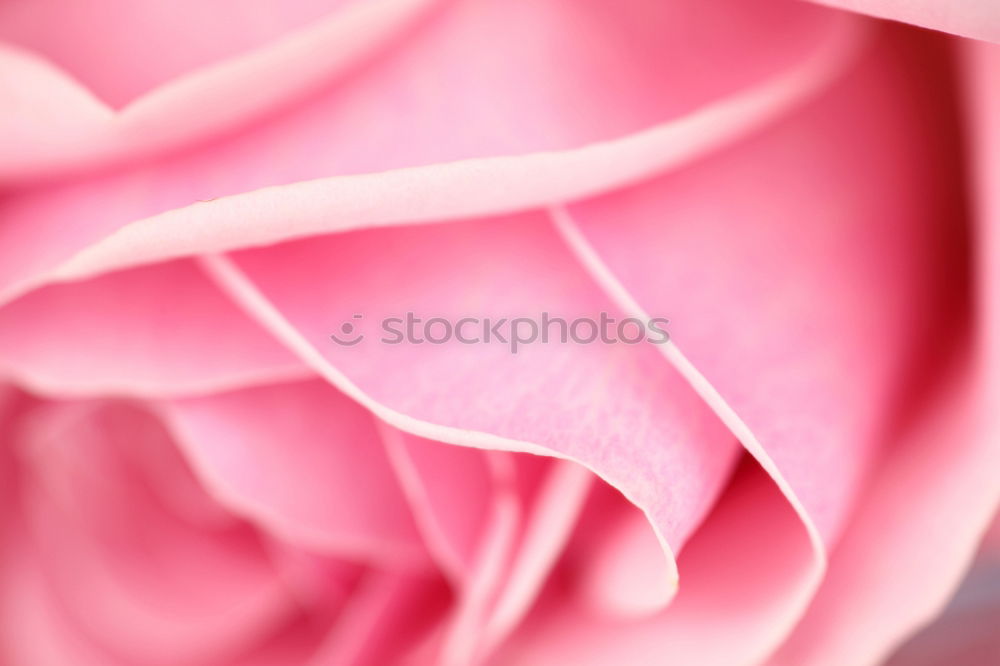 Image, Stock Photo Sweet color of pink rose , Romance color natural floral background