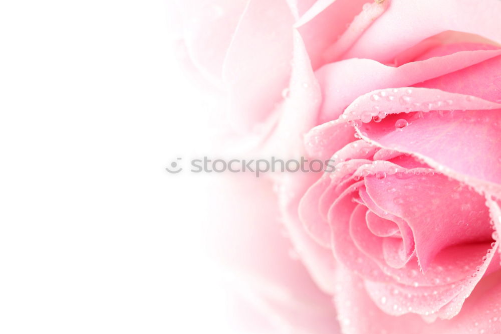 Similar – Flower background in pastel shade