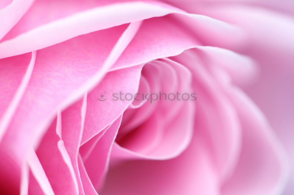 Similar – Image, Stock Photo Sweet color of pink rose , Romance color natural floral background