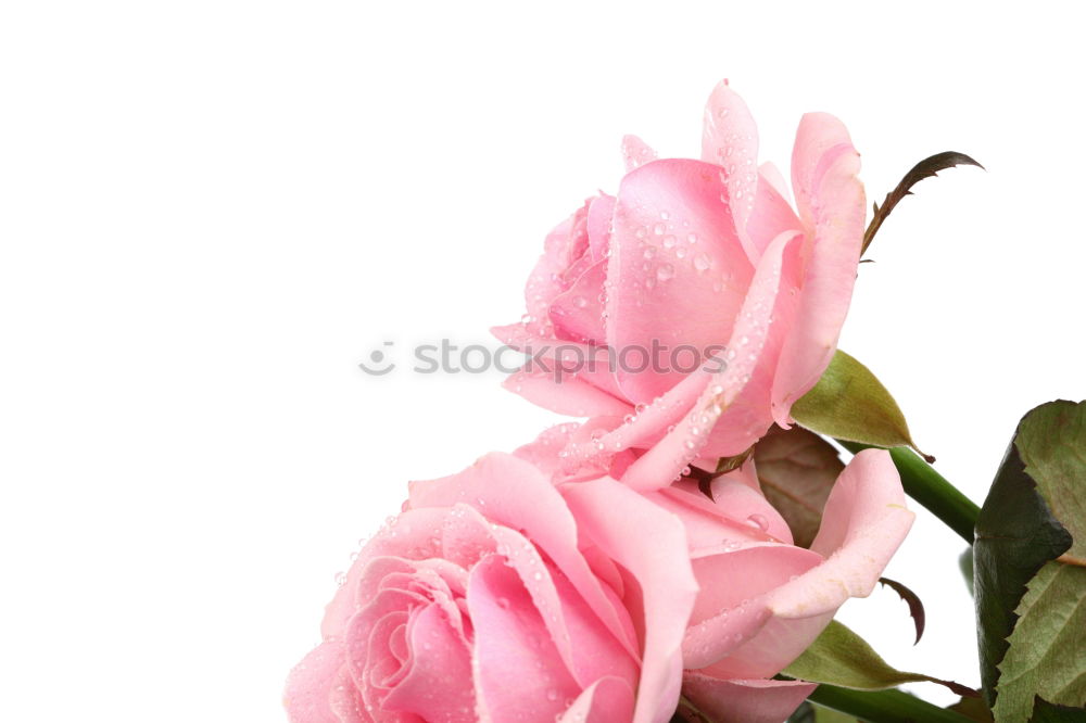 Similar – Image, Stock Photo Pink cosmea flower (3)