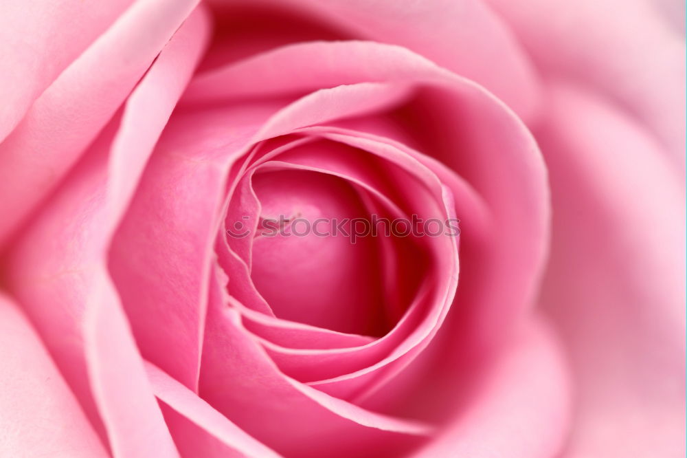 Similar – Image, Stock Photo Sweet color of pink rose , Romance color natural floral background