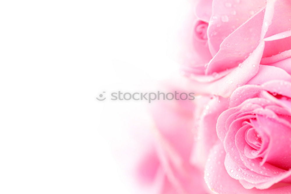 Similar – Flower background in pastel shade