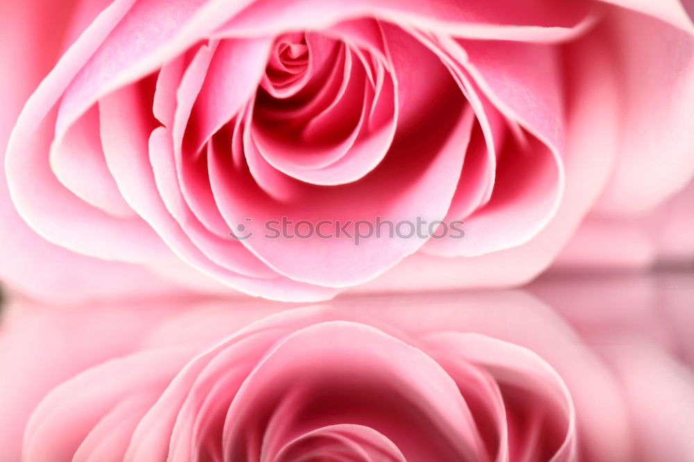 Similar – Image, Stock Photo Sweet color of pink rose , Romance color natural floral background