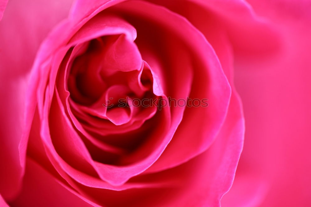 Similar – Image, Stock Photo Ranunculus red