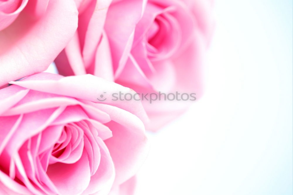 Similar – Image, Stock Photo Towels with pink flowers. Spa and Wellness