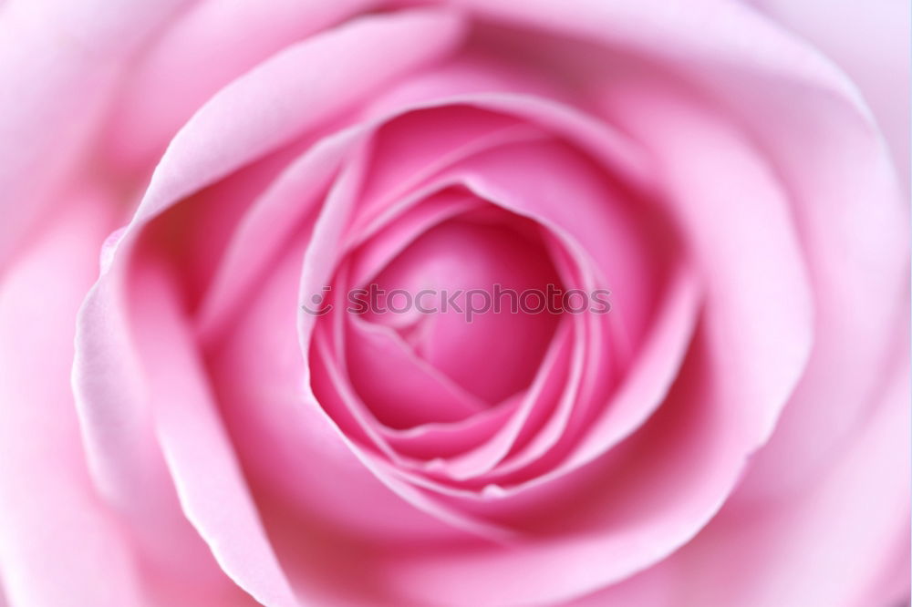 Similar – Image, Stock Photo Rose Pink Red Nature Plant