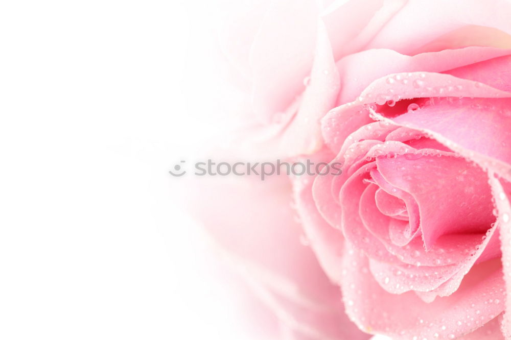 Similar – Flower background in pastel shade