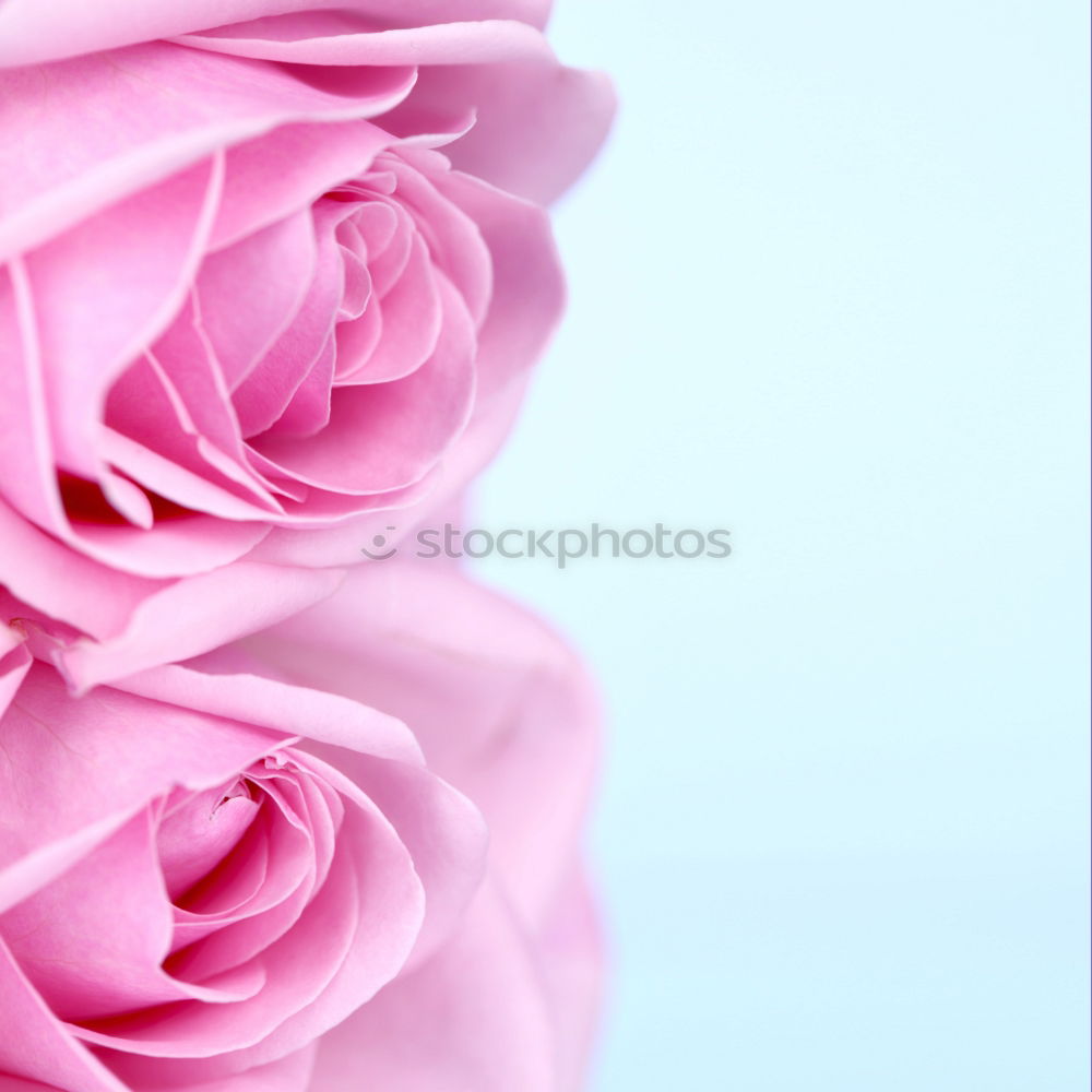 Similar – Purple Roses Environment