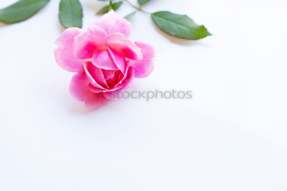 Image, Stock Photo Pink cosmea flower (3)