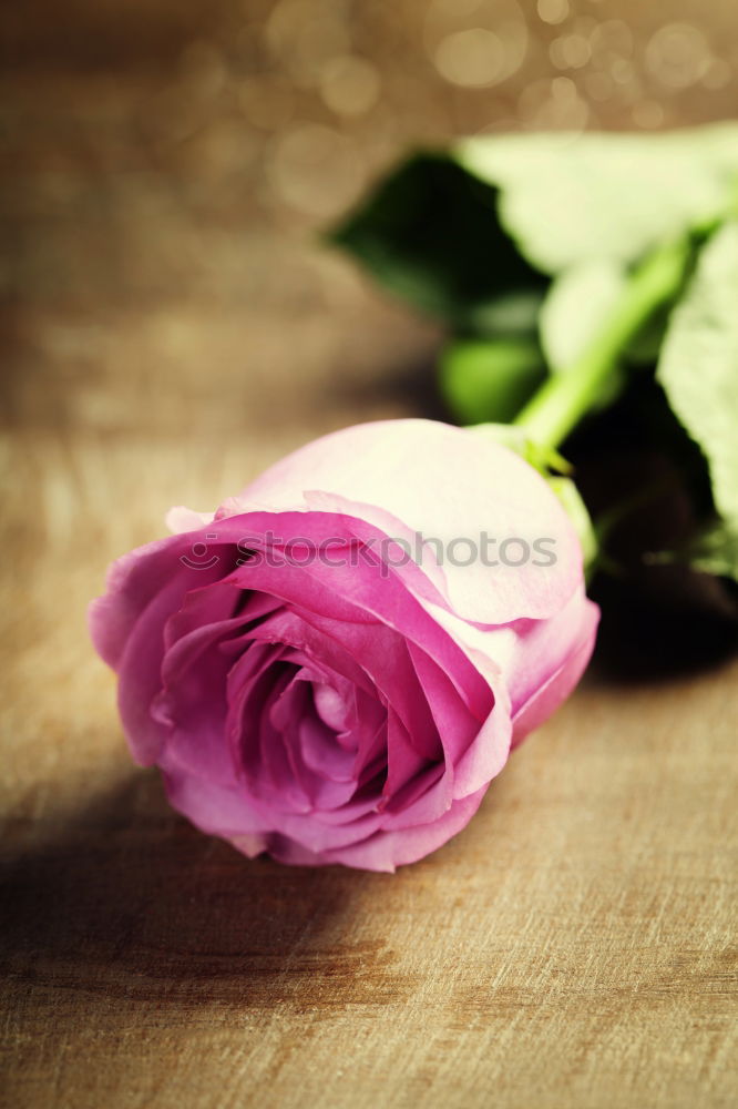 Similar – Image, Stock Photo bouquet of blossoming jasmine