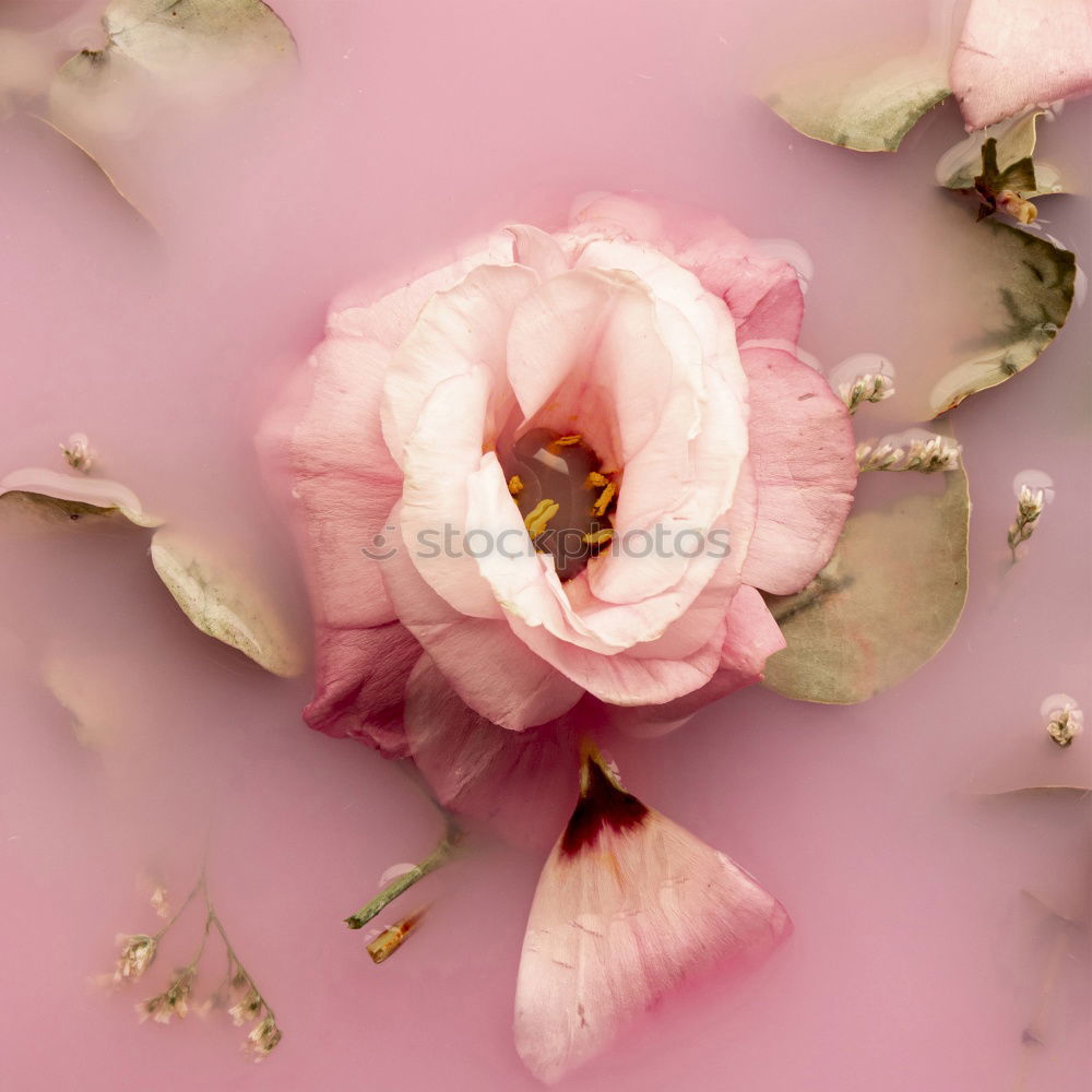 Similar – Image, Stock Photo White flower on pastel pink background