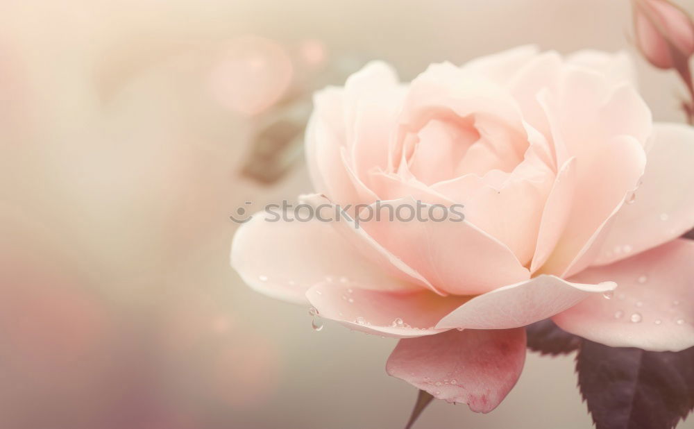 Similar – Image, Stock Photo Rose with petals on blue turquoise Shabby Chic background