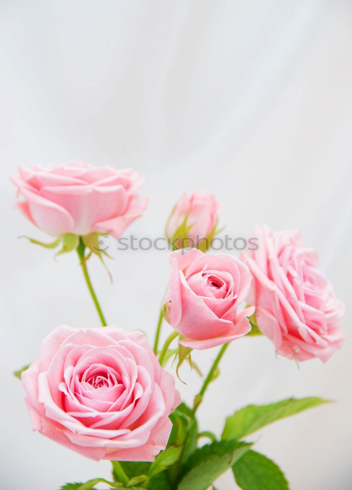 Similar – Still life of a beautiful, fragile single pink rose, in a vase against a light background, with two petals falling on the table