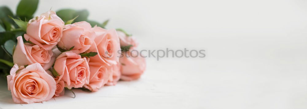 Similar – Wet Pink Tulip Flowers In Vase